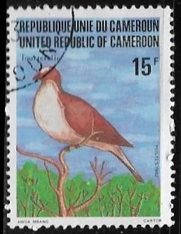 Aves - Streptopelia semitorquata 