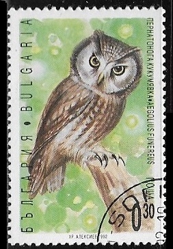 Aves - Aegolius funereus