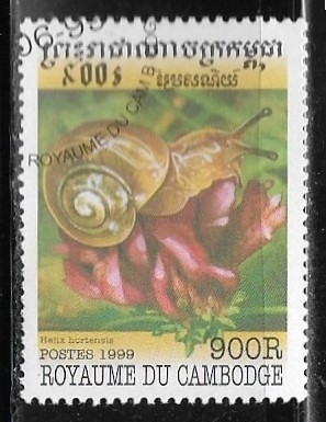 Moluscos - Helix hortensis