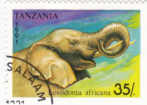 ELEFANTE AFRICANO