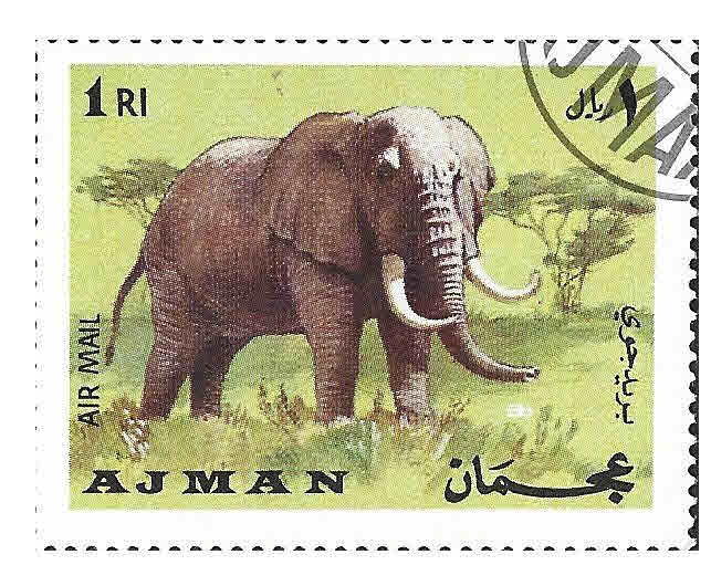 YtAJPA64E- Elefante Africano (AJMAN)