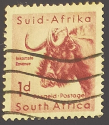 Black Wildebeest (Connochaetes gnou)