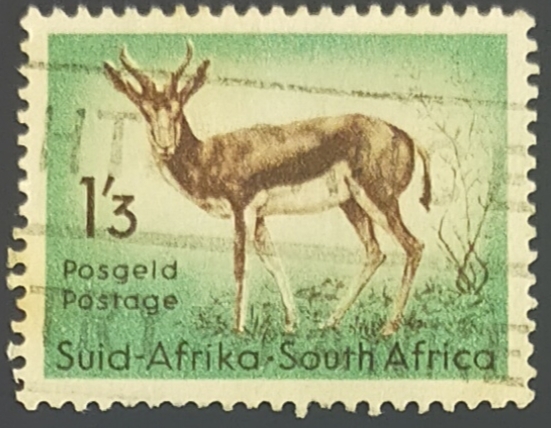 Springbok (Antidorcas marsupialis