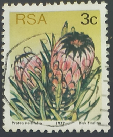 Oleanderleaf Protea (Protea neriifolia