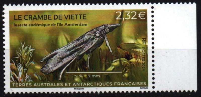 Polilla de Viette