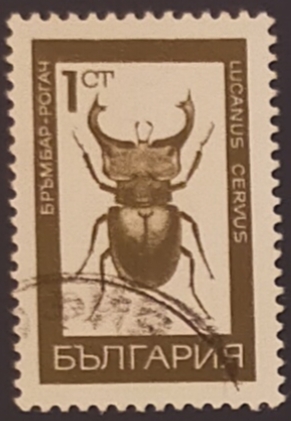 Lucanus cervus