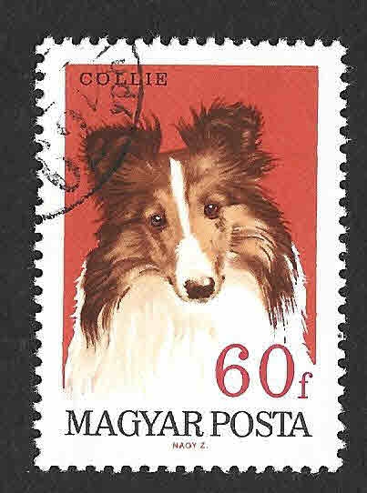 1836 - Collie