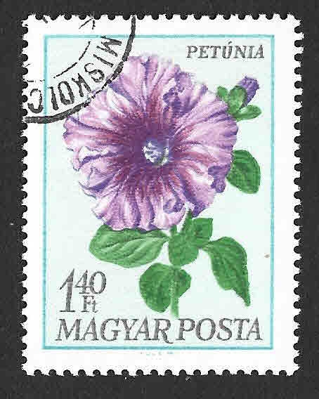 1930 - Petunia