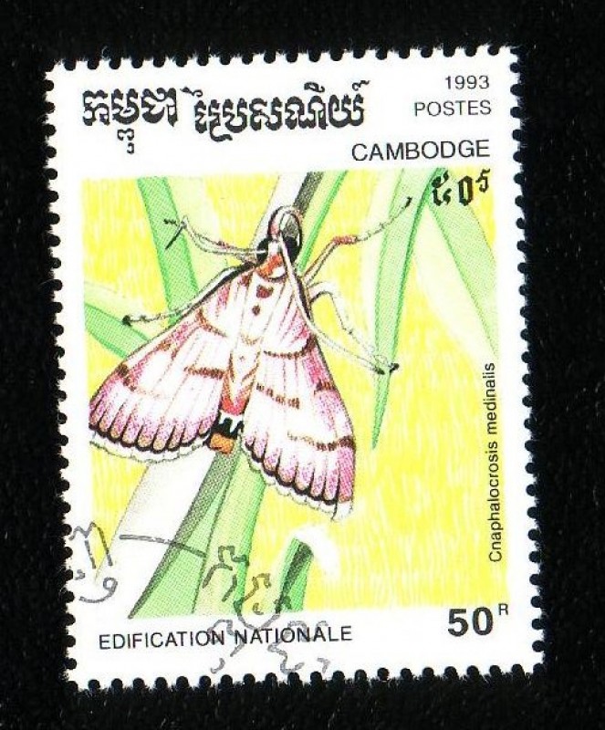 Lepidoptero