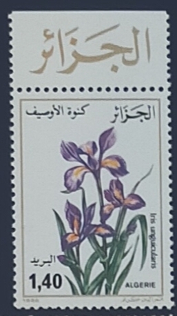 Iris unguicularis