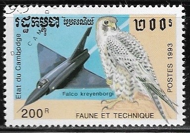 South American Peregrine Falcon