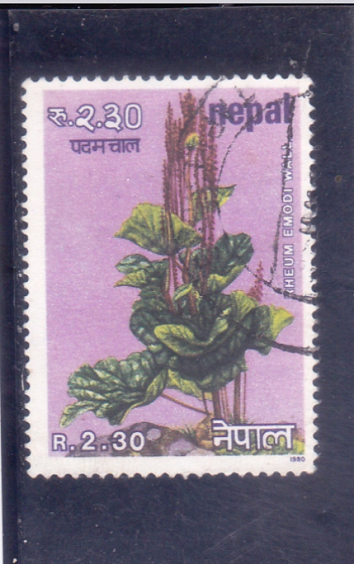 Ruibarbo del Himalaya (Rheum emodi)