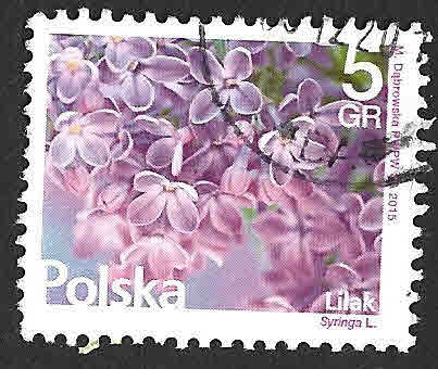 4205 - Lilas