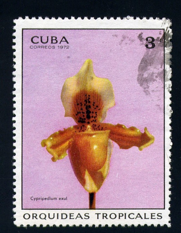 Orquídea