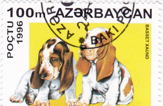 PERROS DE RAZA- Basset Xaund