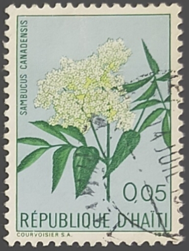 Sambucus canadensis