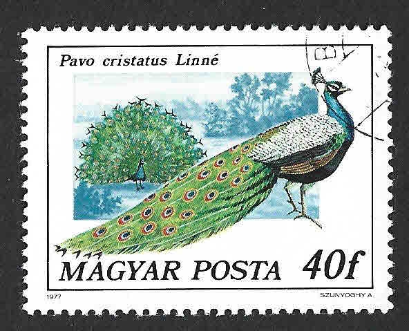 2471 - Pavo Real