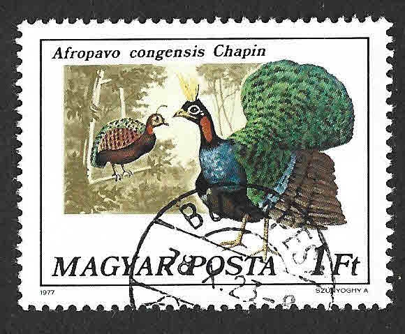 2473 - Pavo Real del Congo