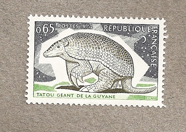 Armadillo gigante de la Guayana