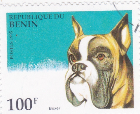 PERRO DE RAZA- Boxer