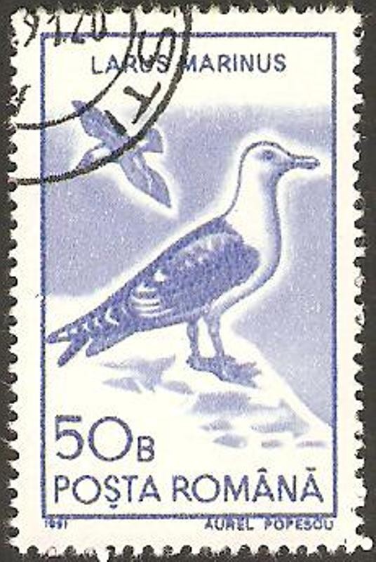 fauna, larus marinus