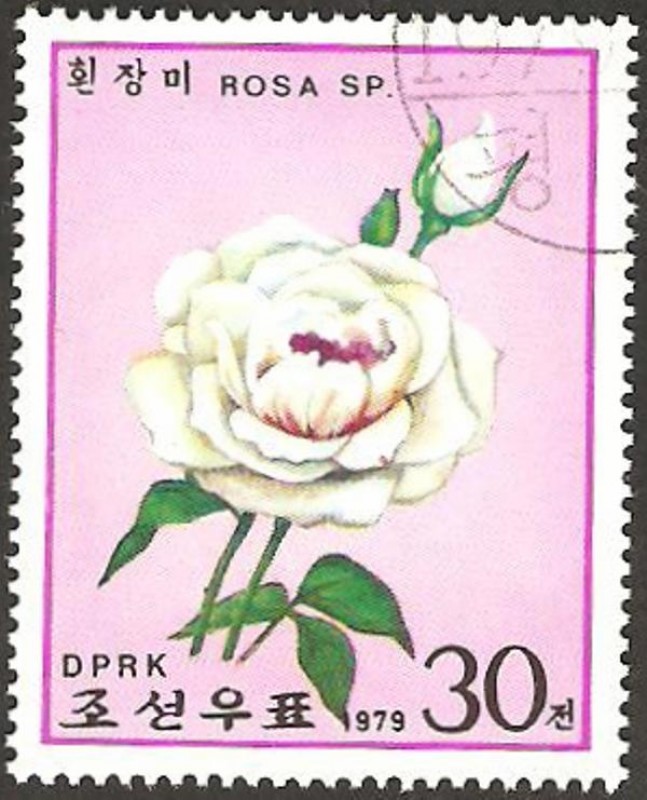 flora, rosa