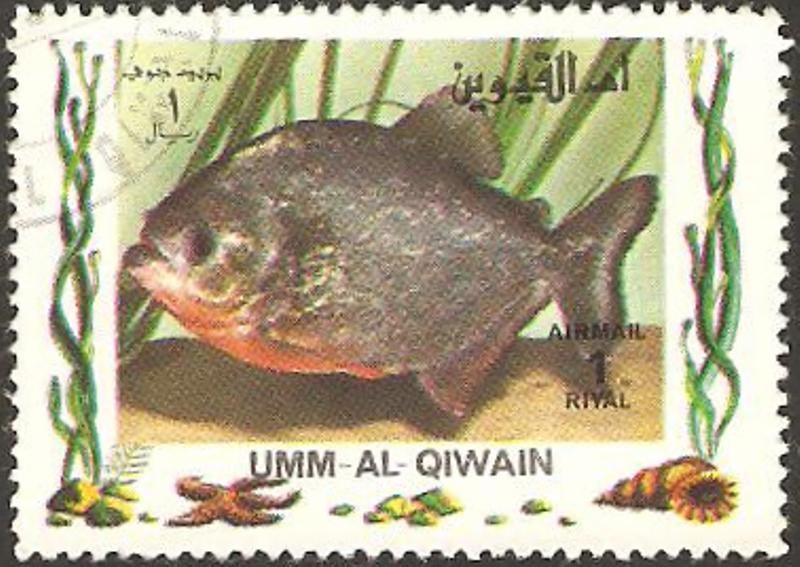 umm al qiwain, fauna, pez