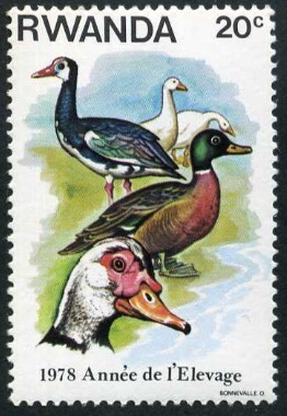 Patos