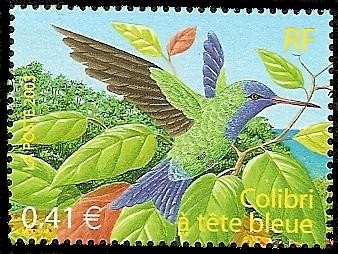 Aves - Colibri de cabeza azul