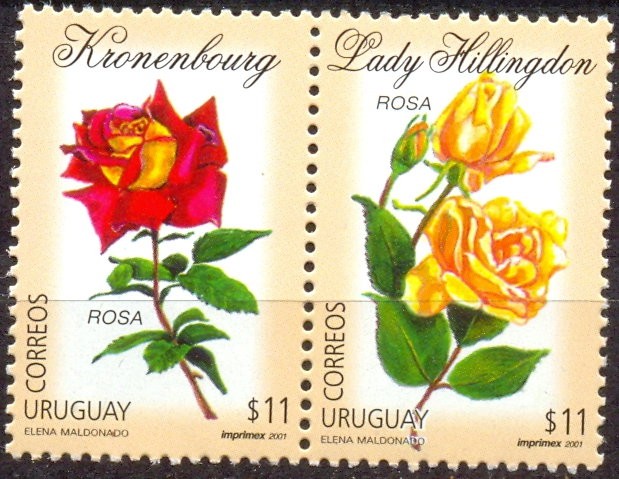 ROSAS