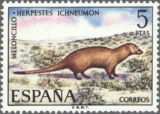 ESPAÑA 1972 2105 Sello Nuevo Serie Fauna Hispanica Meloncillo c/señal charnela