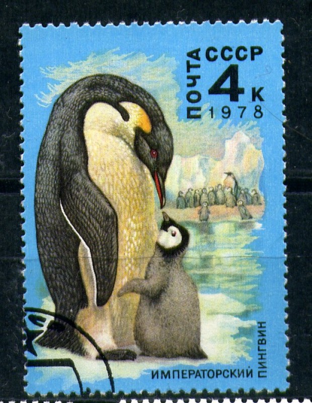 Pingüino emperador