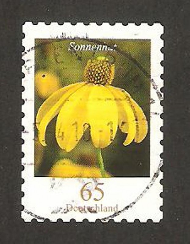 2532 - flor sonnenhut