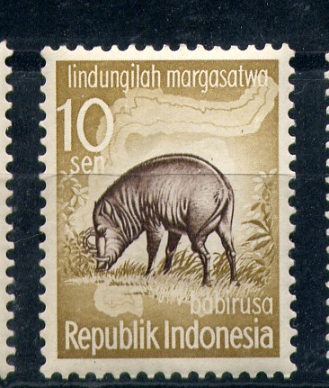 Babirusa