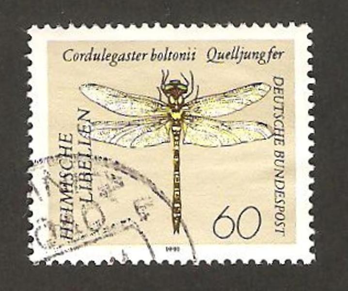 libélula, cordulegaster boltonii