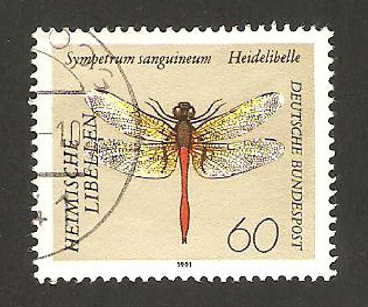 1375 - libélula, sympetrum sanguineum