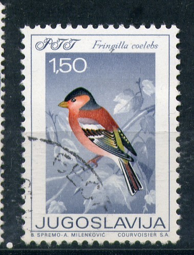 Fringilla coelebs