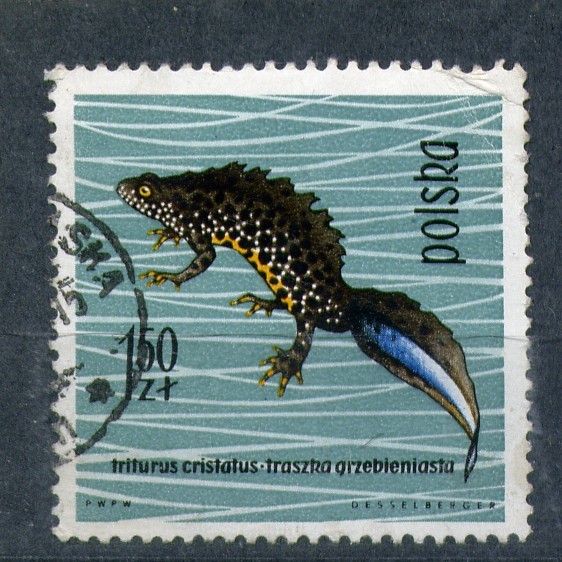 Tritón