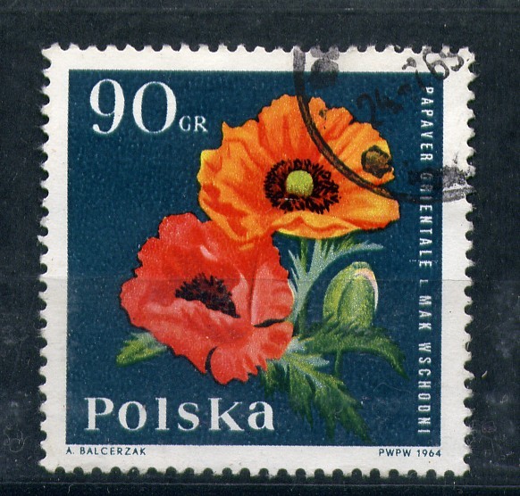 Papaver grientale