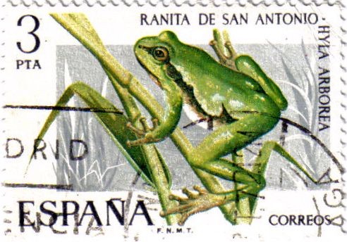 Fauna Hispanica Ranita de san Antonio