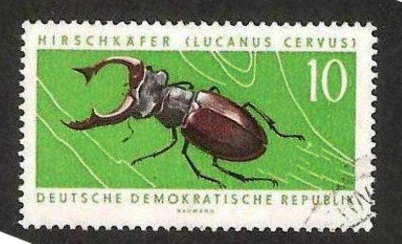 lucanus cervus