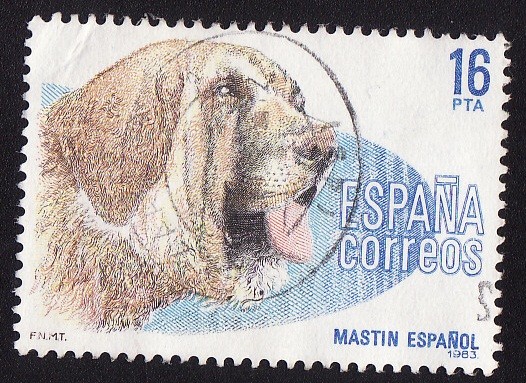 MASTIN ESPAÑOL