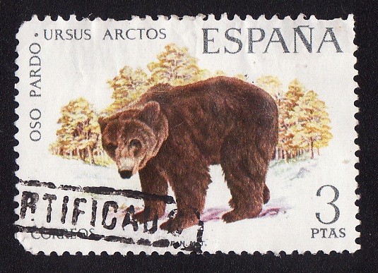 OSO PARDO