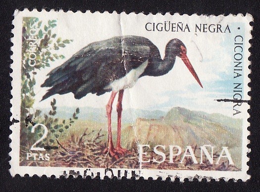 CIGUEÑA NEGRA