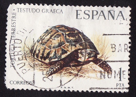 TORTUGA TERRESTRE