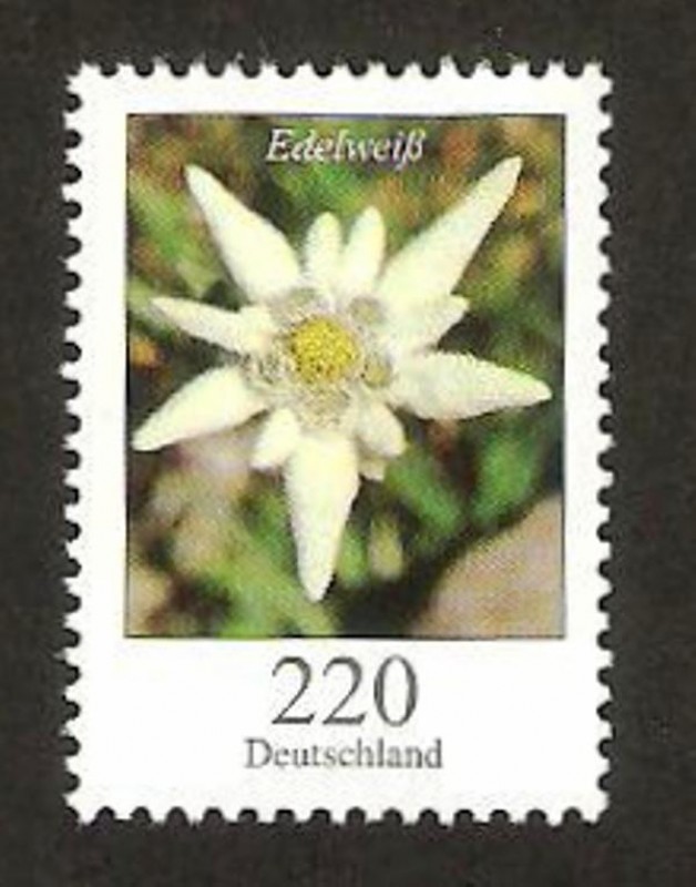 flora, edelweis