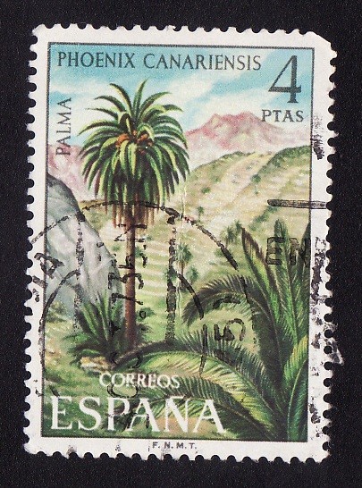 PALMERA