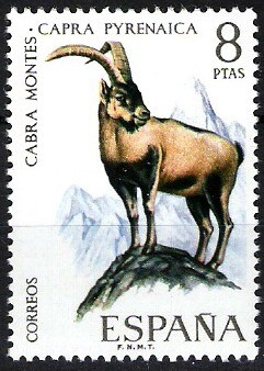 Fauna hispánica. Cabra montés.