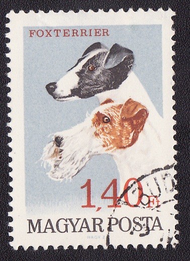 Foxterrier