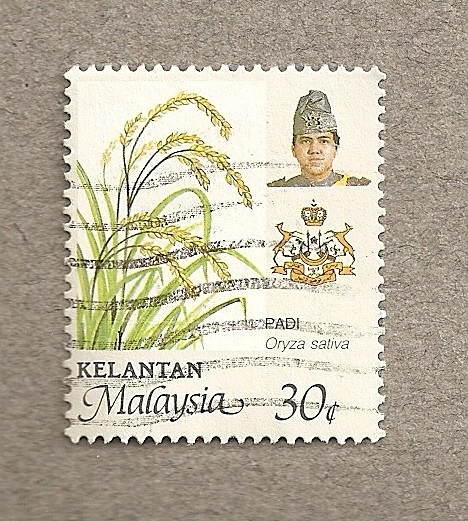 Oryza sativa